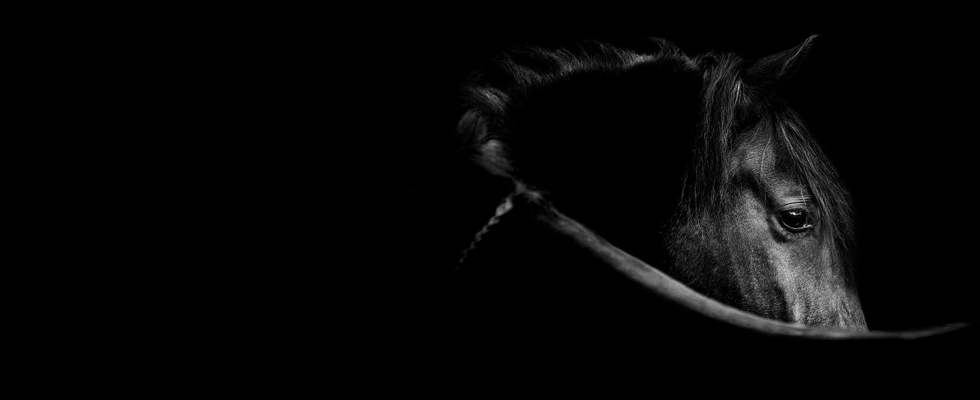 Gondoskodjunk együtt a lovainkról!